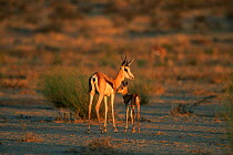 Springbok with calf {Antidorcas marsupialis} standing in desert at dusk, Kalahari Gemsbok NP, South Africa
