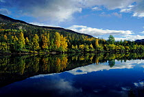 Autumn woodland on edge of lake, Reisaldalen NP, Finnmark, Norway, Scandinavia