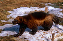 Male Wolverine {Gulo gulo} captive, Finland.