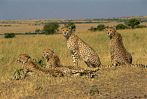 Cheetah with  one year cubs  {Acinonyx jubatus} Masai Mara NR, Kenya