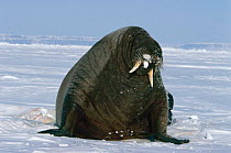 Atlantic Walrus on sea ice.{Odobenus rosmarus} Lancaster Sound, Canada