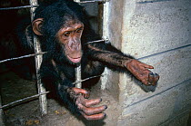 Orphan juvenile Chimpanzee {Pan troglodytes} reaching through bars at rehabilitation centre, Chimfunshi, Zambia