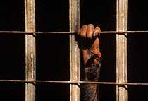 Chimpanzee {Pan troglodytes} hand on bar of cage.