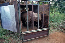 Black rhinoceros (Diceros bicornis) rescued from poachers, now being relocated in caged vehicle, Kenya