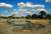 Game at drying waterhole, Kurger NP, South Africa. Giraffe, buffalo and impala.