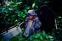 Mountain gorilla (Gorilla gorilla beringei) resting next to porter. Virunga NP, Dem Rep Congo (formerly Zaire), Central Africa