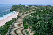 Wooden walkway across sand dunes, Cape Peninsula, Cape of Good Hope, South Africa.