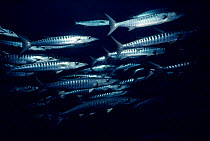 Great Barracuda schooling (Sphyraena barracuda) Bismarck Sea, Papua New Guinea.