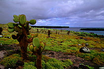 Galapagos landscape with cactus. South Paza Island