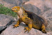 Land iguana on rock {Conolophus subcristatus} South Plaza Island, Galapagos