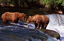 Two Grizzly bears fishing {Ursus arctos horribilis} McNeil River, Alaska, USA