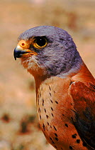 Head of Lesser kestrel (Falco naumanni), male. Albacete, Spain, Europe
