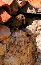 Lesser kestrel (Falco naumanni), female, with insect prey. Albacete, Spain, Europe