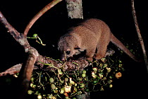Kinkajou (Potos flavus) feeding on Bellucia fruit at night. Amazonia, Brazil, South America