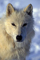 Wild Arctic grey wolf {Canis lupus} face portrait, Ellesmere Island, Canada