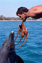Man offers octopus food to Bottlenose dolphin, Red Sea, Egypt. {Tursiops truncatus} Model released.