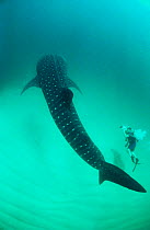 Whale shark being filmed by diver. {Rhincodon typus} Ningaloo reef, W Australia Model released.