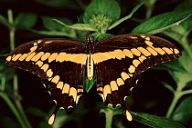 Giant swallowtail butterfly {Papilio cresphontes}