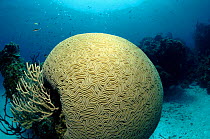 Brain coral (Diploria labyrinthiformis). Caribbean