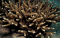 Staghorn coral (Acropora sp} Bahrain, Red Sea.