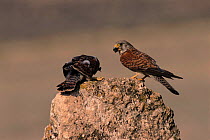 Female Lesser kestrel (Falco naumanni) with food for fledgling. Albacete, Spain, Europe