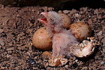 Lesser falcon (Falco naumanni) eggs in nest and newly hatched chicken calling. Albacete, Spain, Europe