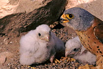 Male Lesser falcon (Falco naumanni) with chicks in nest. Albacete, Spain, Europe