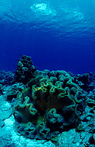 Soft corals (Sarcophyton). Indo-pacific ocean