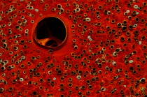 Close-up of opening of sponge (Cliona delitrix). Caribbean