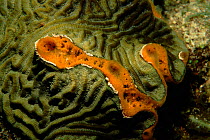 Orange icing sponge {Mycale laevis} on brain coral. Caribbean.