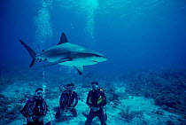 Divers watch Caribbean reef shark {Carcharhinus perezi} Bahamas, Caribbean. Model released.