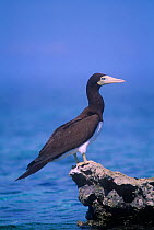 Brown booby (Sula leucogaster) standing on rock sticking out of water, Great Barrier Reef, Australia