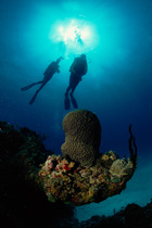 Divers near brain coral,Caribbean.
