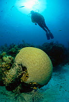 Diver on coral reef near Brain coral, Caribbean