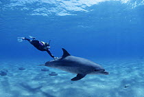 Snorkler interacts with Bottlenose dolphin {Tursiops truncatus} Nuweiba, Red Sea, Egypt. Model released.