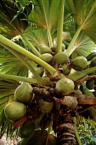 Coco de Mer palm nuts {Lodoicea maldivica} Vallee de Mai NP, Praslin Island reserve, Seychelles