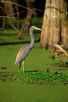 Tricoloured heron {Egretta tricolor}i n Cypress swamp Louisiana, USA