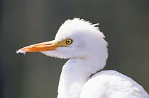 Cattle egret. breeding plumage {Bubulcus ibis} Florida USA Corkscrew swamp sanctuary