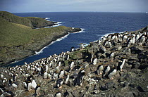 Macaroni penguin {Eudyptes chrysolophus} rookery with around 80,000 pairs on Bird Island, South Georgia