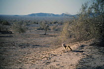 Fennec fox (Fennecus zerda) Negev Desert, Israel