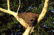 Nest of Hammerhead stork / Hamerkop constructed in tree fork {Scopus umbretta} Mkuzi Game Reserve, South Africa