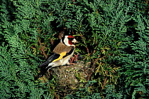 Goldfinch at nest with chicks, England UK