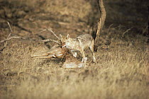 Golden jackal {Canis aureus} with predated spotted deer fawn Ranthambhore India