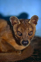 Fossa {Cryptoprocta ferox} Kirindy Forest Reserve, Madagascar, captive