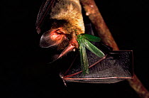 Hairy nosed bat (Mimon crenulatum) predating katydid. Yasuni NP Ecuador, South America