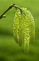 Hazel tree male catkins  {Corylus avellana}