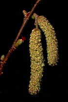 Male hazel catkins and female inflorescence (Corylus avellana), March. UK, Europe