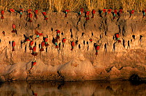 Carmine bee-eaters at nests in river bank, Namibia.