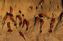 Carmine bee-eaters at nests in river bank {Merops nubicus} Namibia