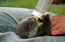 European river otter (Lutra lutra) juvenile being bottle fed, Poland, captive